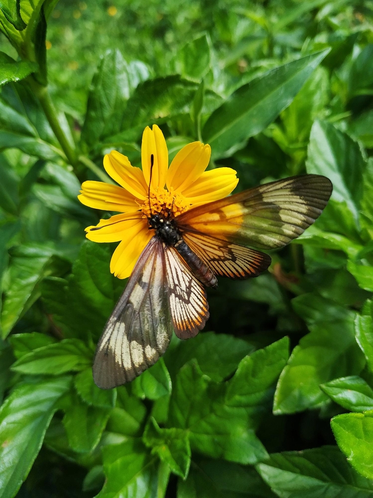 Одна из множества бабочек Jardim Botanico