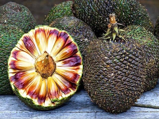 Шишка араукарии в разрезе